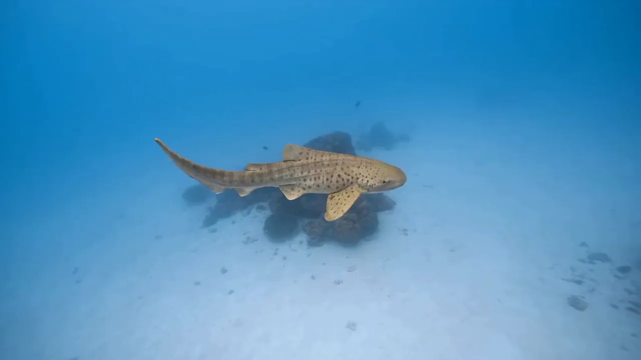 Žralok leopardí nad písčitým dnem